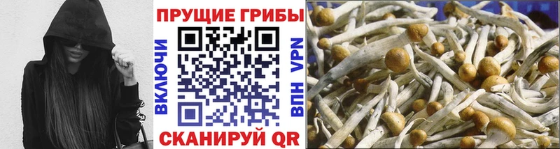 Псилоцибиновые грибы Psilocybine cubensis  Купить где  Шилка 